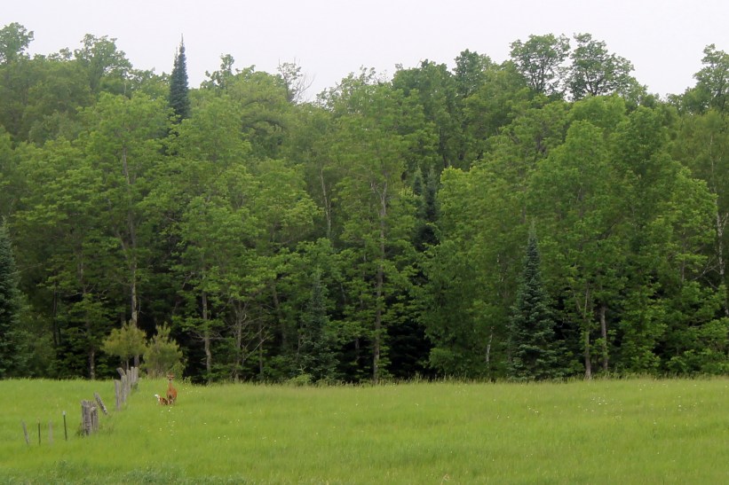 doe nursing fawn / rejoicing hills