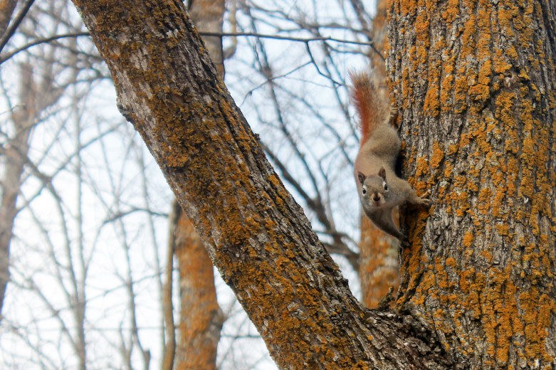 inquisitive squirrel / rejoicing hills