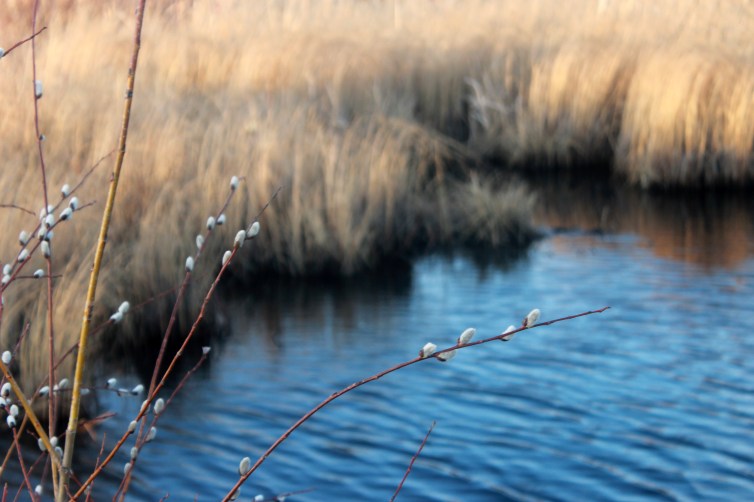 pussy willows over water / rejoicing hills
