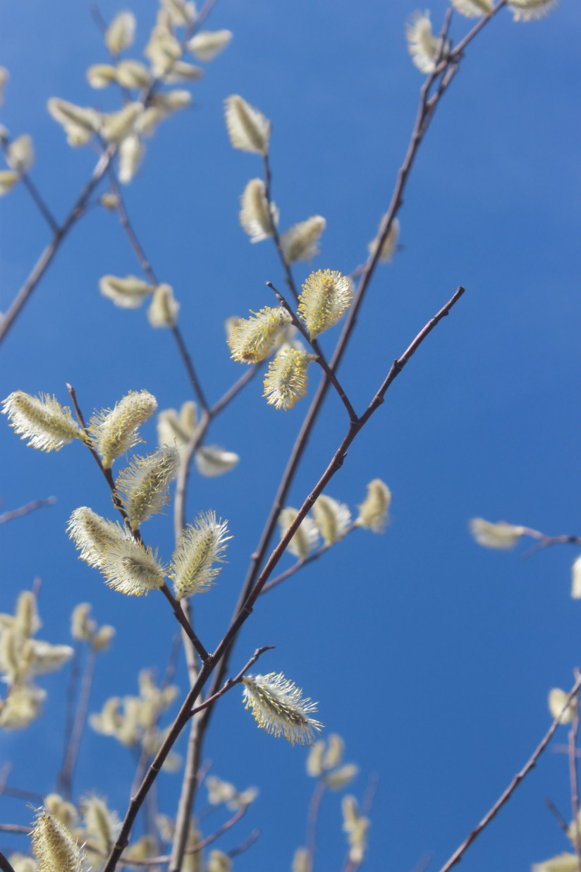 fuzzy catkins / rejoicing hills