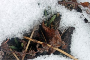 hyacinths in the snow / rejoicing hills