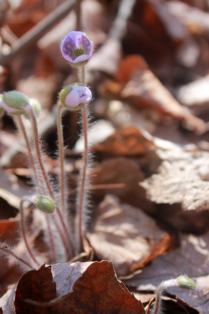 hepatica buds / rejoicing hills
