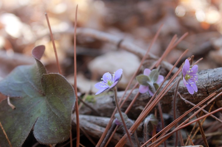 three hepaticas / rejoicing hills