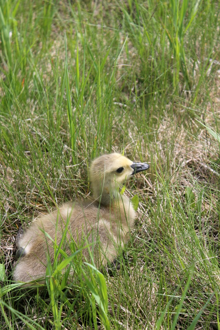 gosling / rejoicing hills