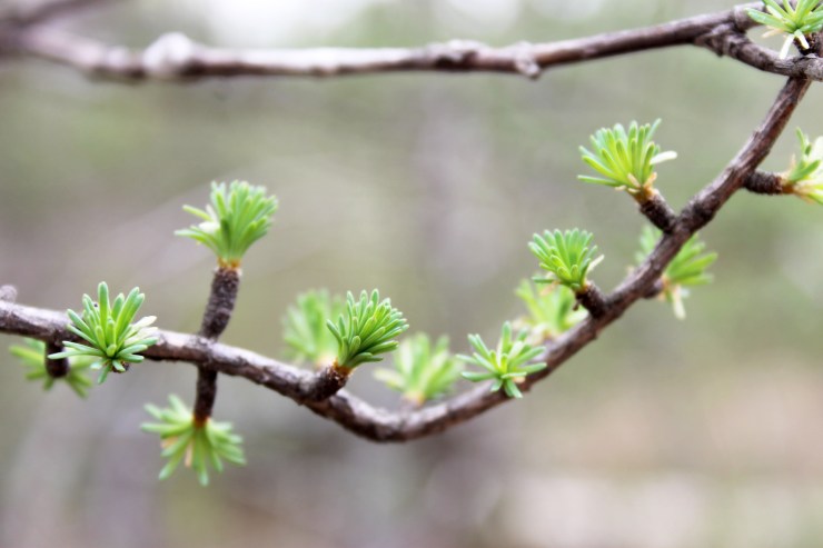 budding tamarack tree / rejoicing hills