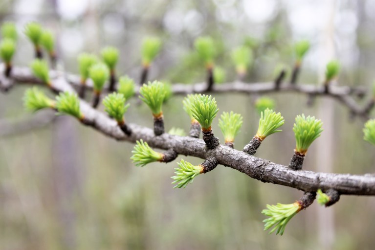 budding tamarack tree / rejoicing hills