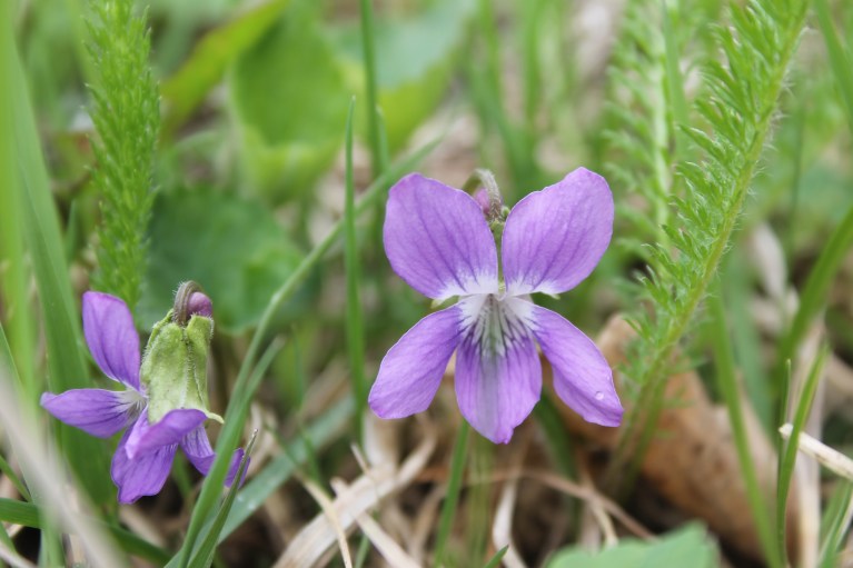 purple violet / rejoicing hills