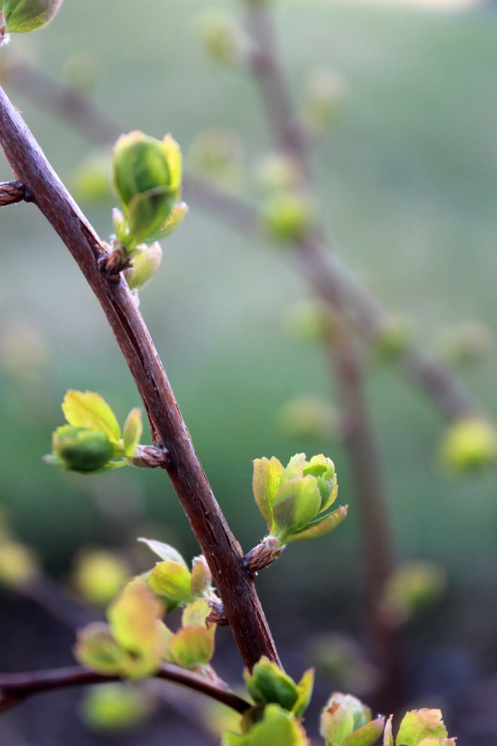 leafing spirea / rejoicing hills