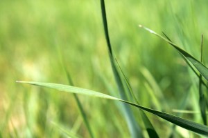 green grass / rejoicing hills