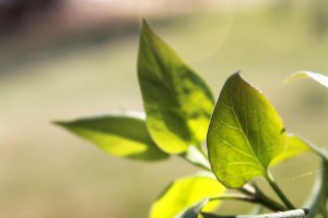 lilac leaves / rejoicing hills