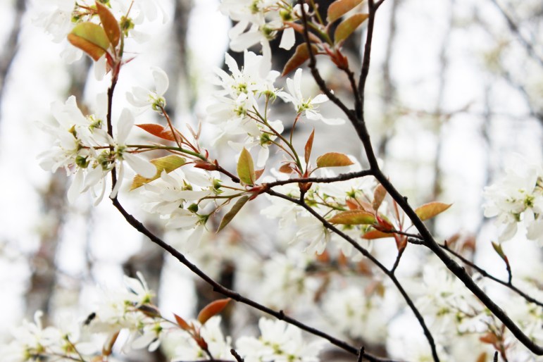 white blossoms / rejoicing hills
