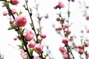 china rose / rejoicing hills