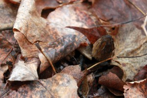 morel mushroom / rejoicing hills