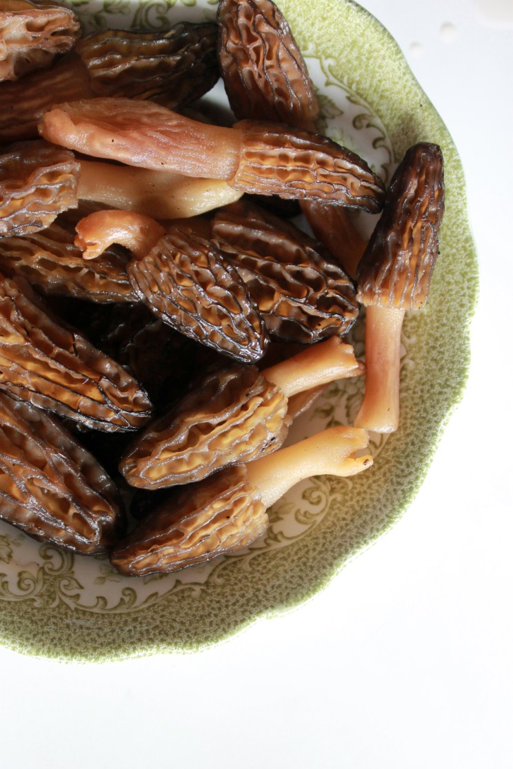 bowl of morels mushrooms / rejoicing hills