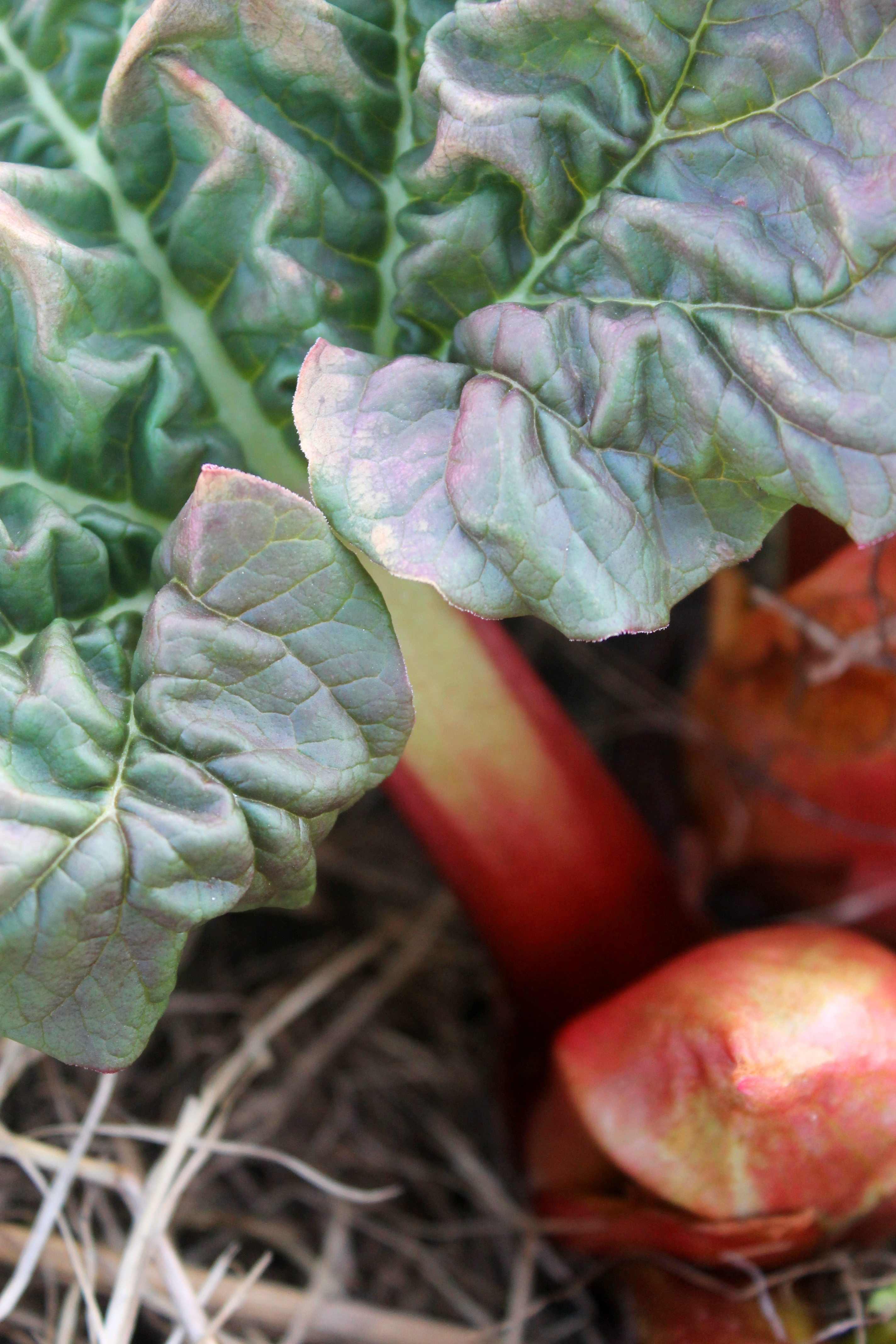 rhubarb / rejoicing hills