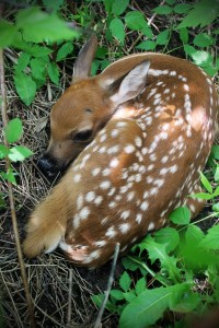 fawn / rejoicing hills