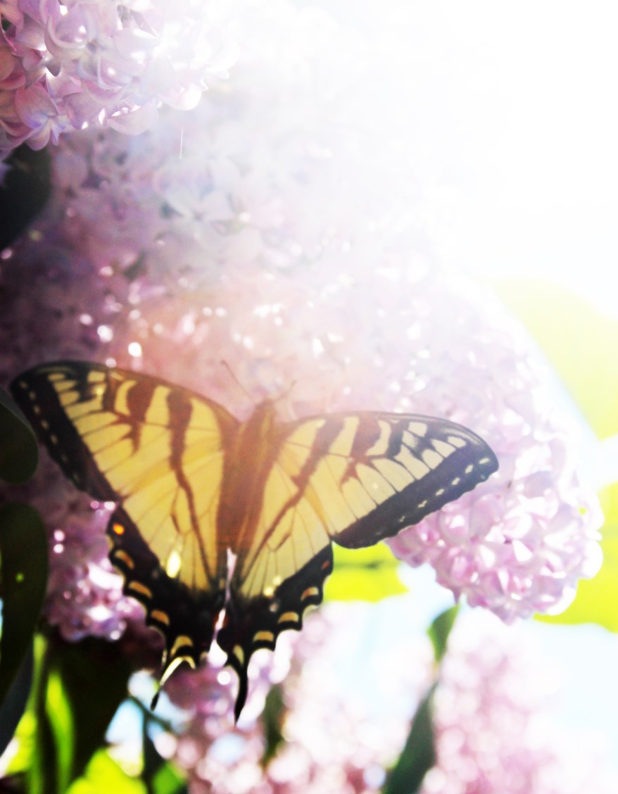 swallowtail on lilacs / rejoicing hills