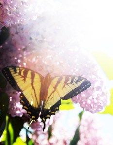 swallowtail on lilacs / rejoicing hills
