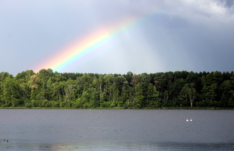 rainbow with swans / rejoicing hills