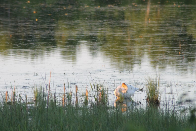 swan / rejoicing hills