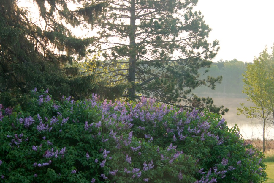 lilac bush / rejoicing hills