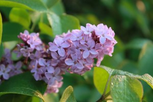 lilacs / rejoicing hills