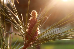 nely forming pinecone / rejoicing hills