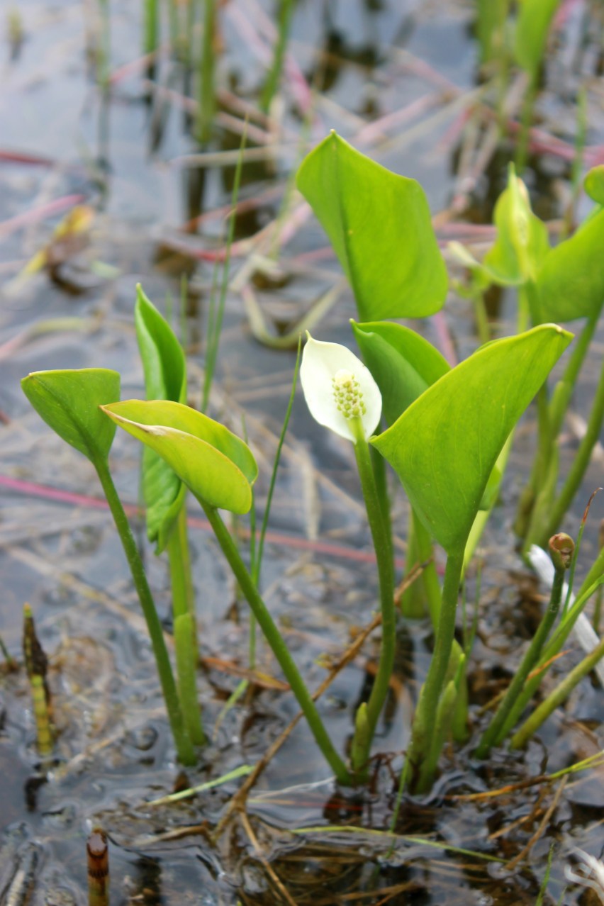 wild calla lily / rejoicing hills