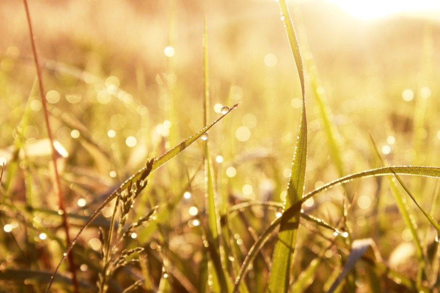 dewy grasses / rejoicing hills
