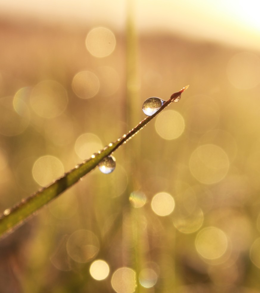 water droplet on grass / rejoicing hills