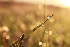 droplets on grass / rejoicing hills