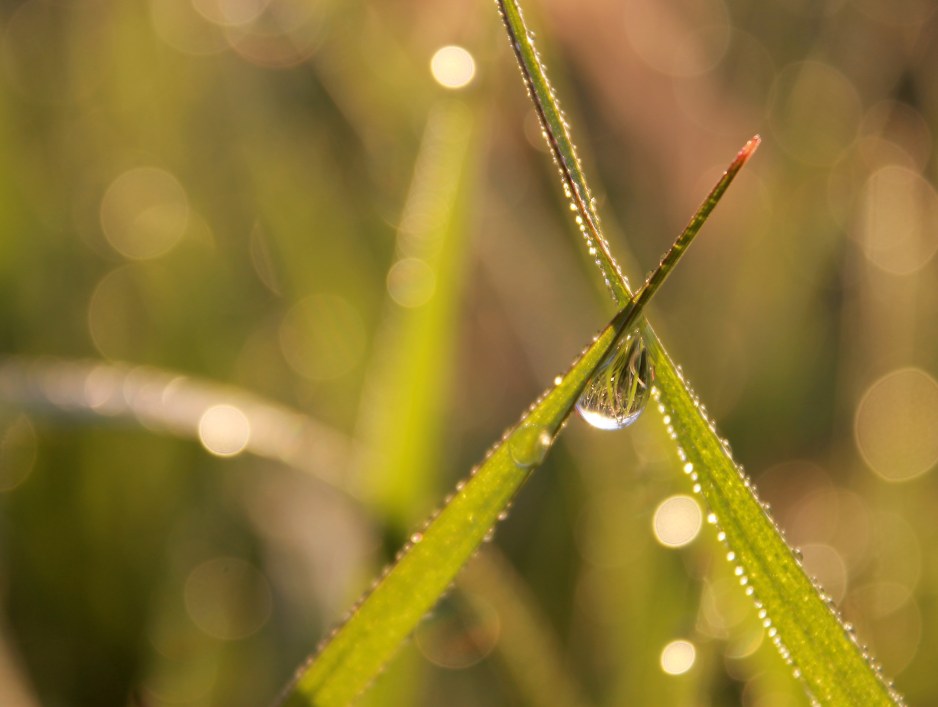 water droplets on grass / rejoicing hills