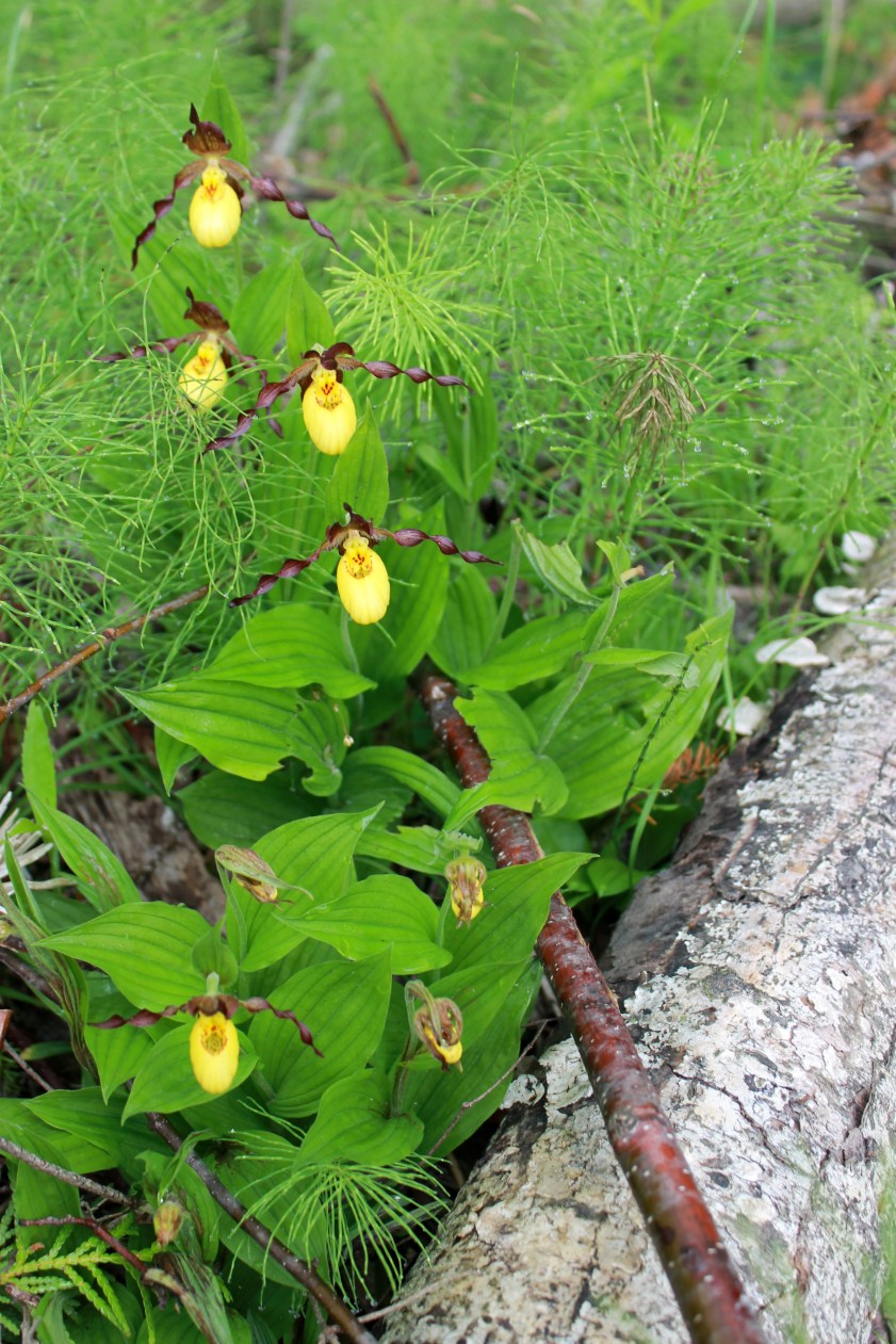 yellow lady slippers / rejoicing hills