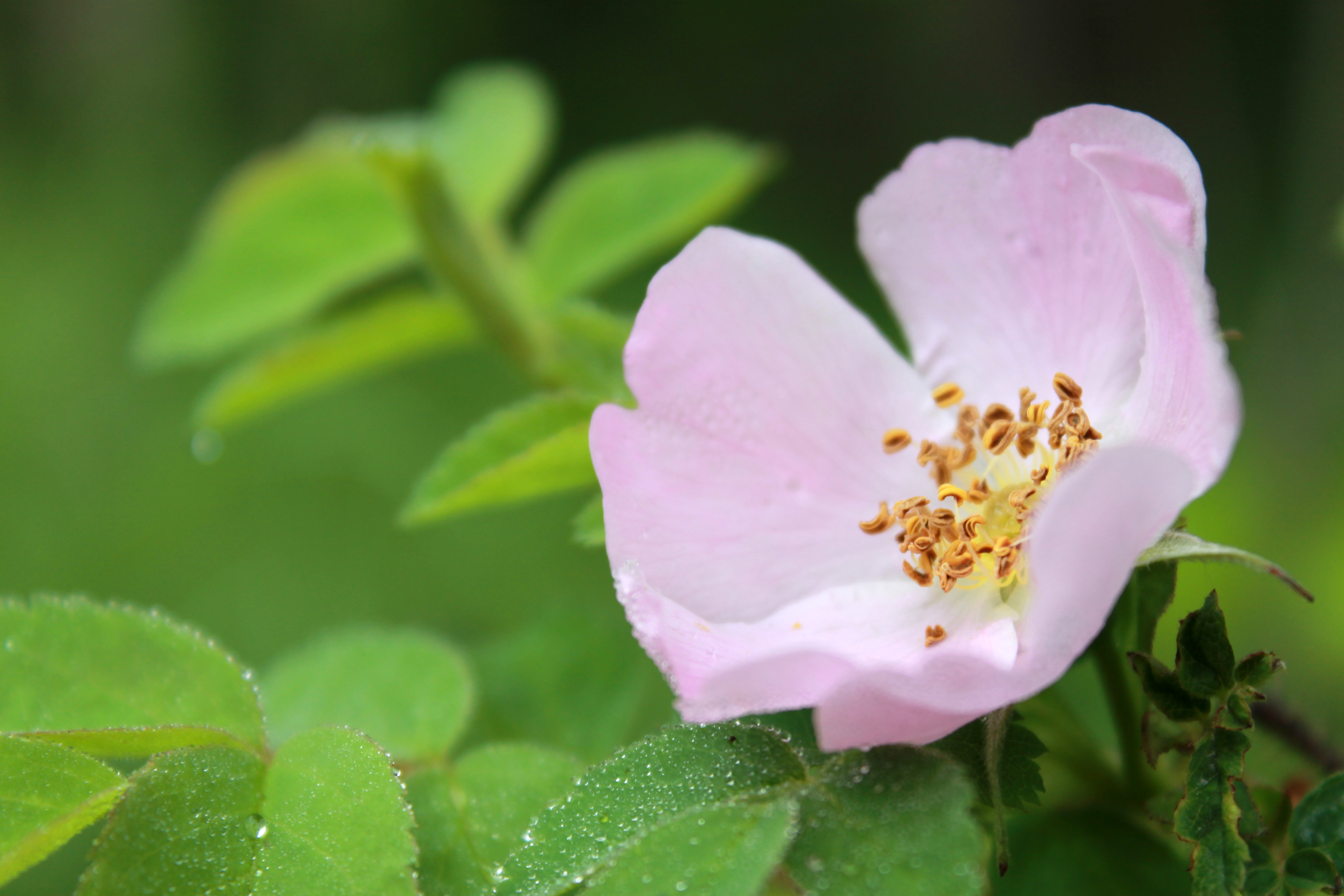 wild rose / rejoicing hills