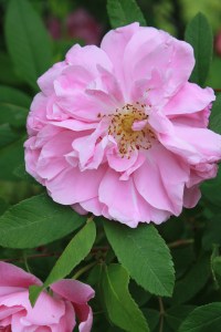 pink rose / rejoicing hills