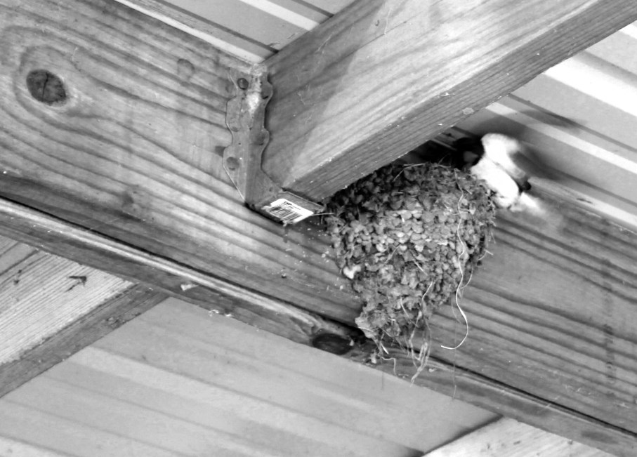 swallow with nest / rejoicing hills