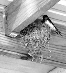 swallow on nest / rejoicing hills
