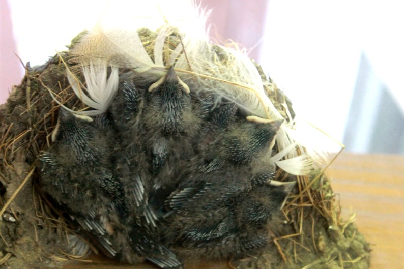 baby swallows / rejoicing hills