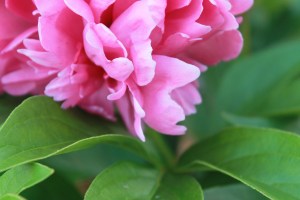 peony / rejoicing hills