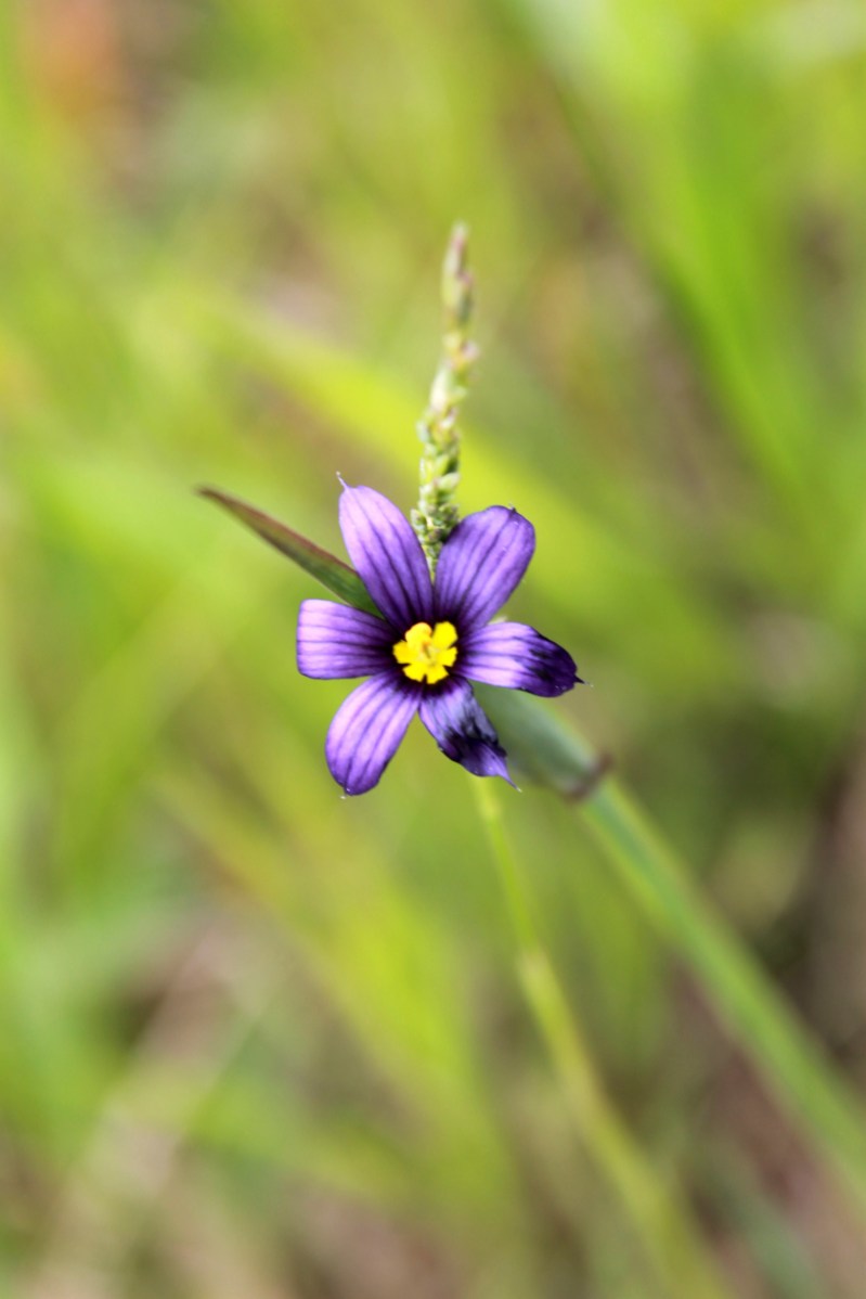 blue eyed grass / rejoicing hills