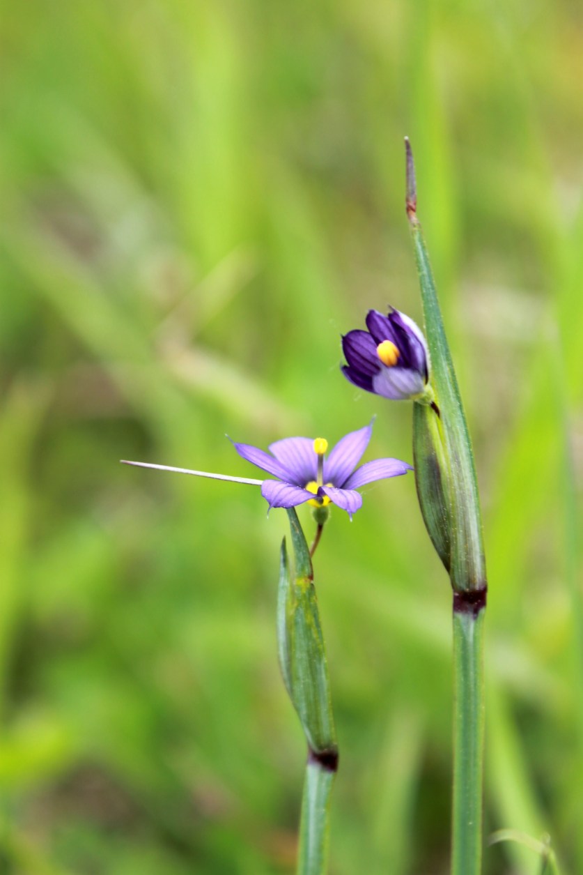 blue eyed grass / rejoicing hills