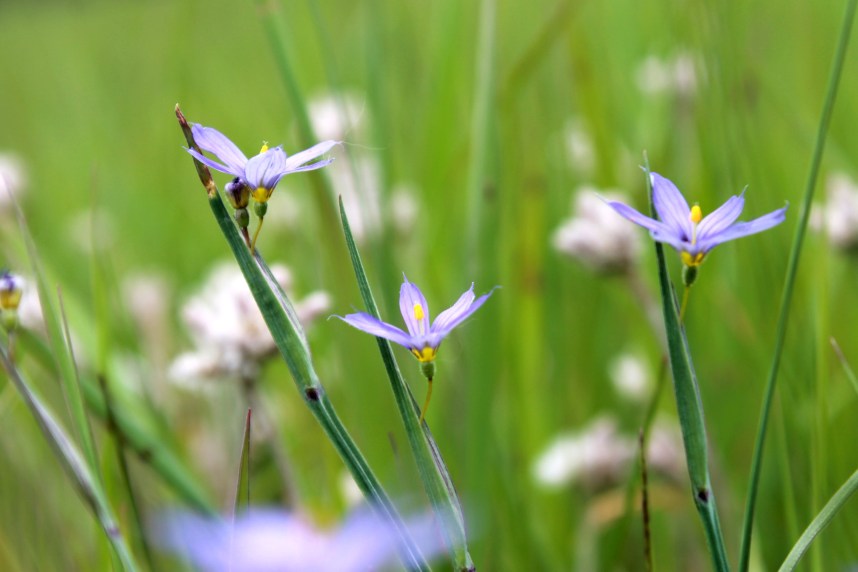 blue eyed grass / rejoicing hills