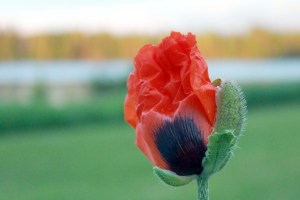 oriental poppy / rejoicing hills