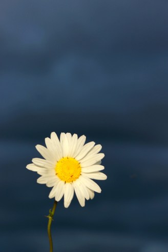 daisy after storm / rejoicing hills