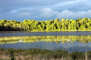 swans on lake at sunset / rejoicing hills