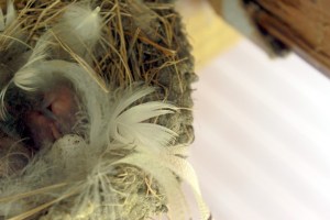 baby swallows / rejoicing hills