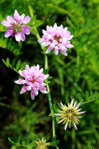 crown vetch / rejoicing hills