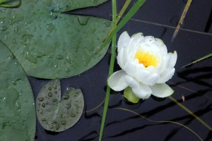 water lily / rejoicing hills