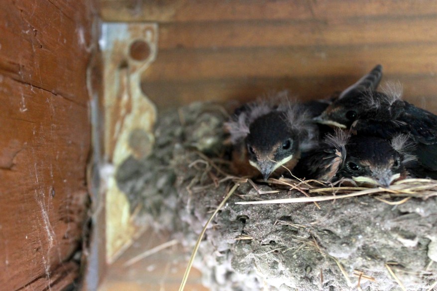 baby swallows in nest / rejoicing hills