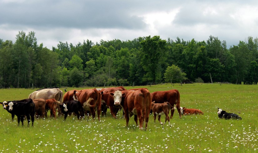 herd of cattle / rejoicing hills